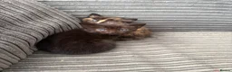 Mixed Breed cats for sale: Adorable Kittens in Truro - Advert 10