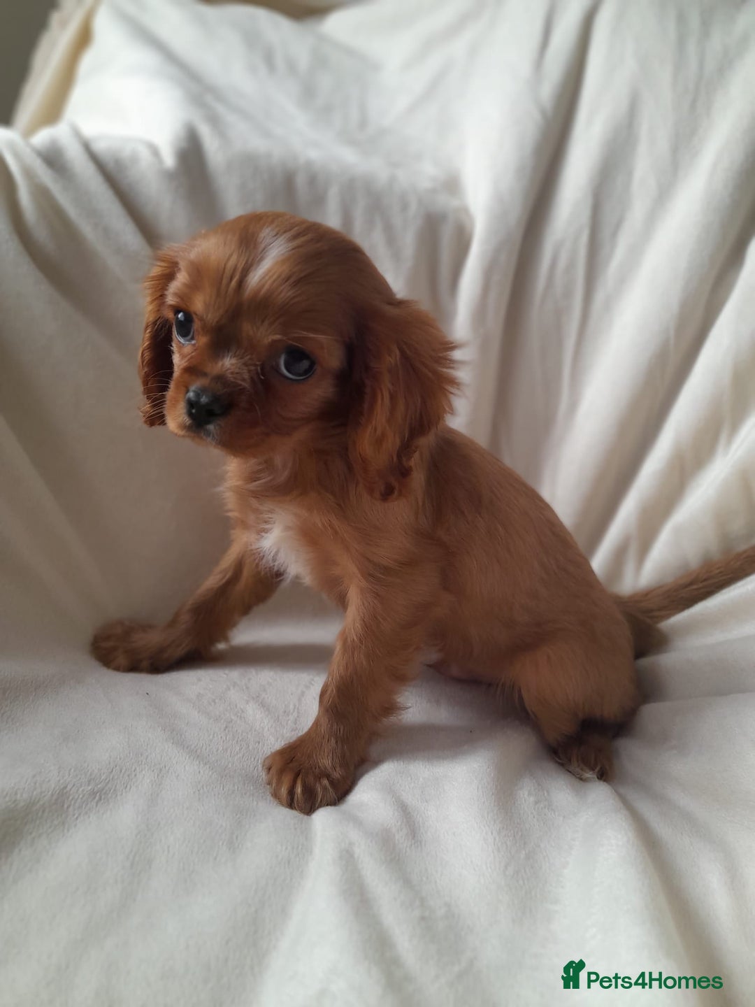 Cavalier King Charles Spaniel dogs for sale: King charles cavalier Pups - Advert 12