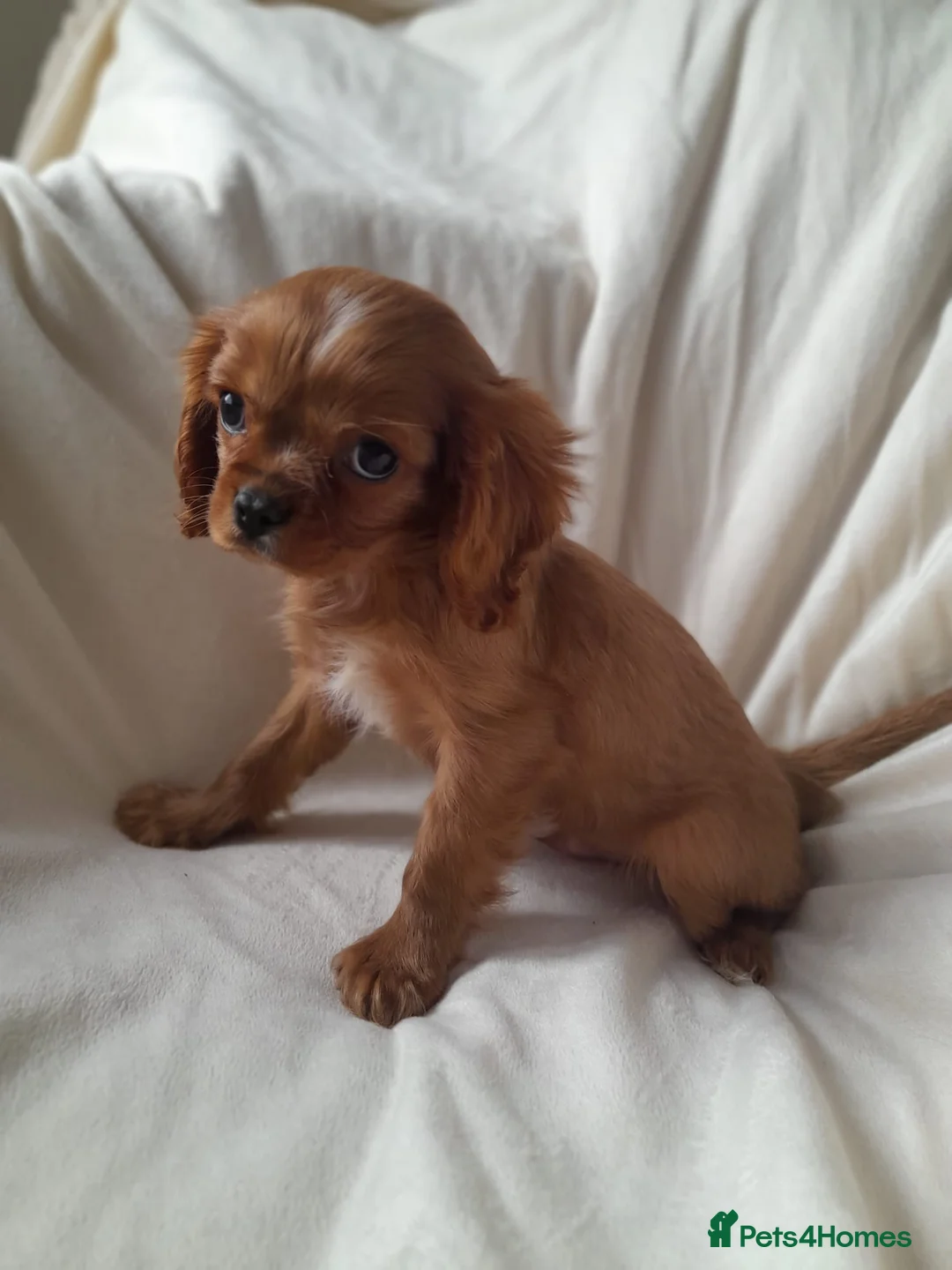 Cavalier King Charles Spaniel dogs for sale: King charles cavalier Pups - Advert 12