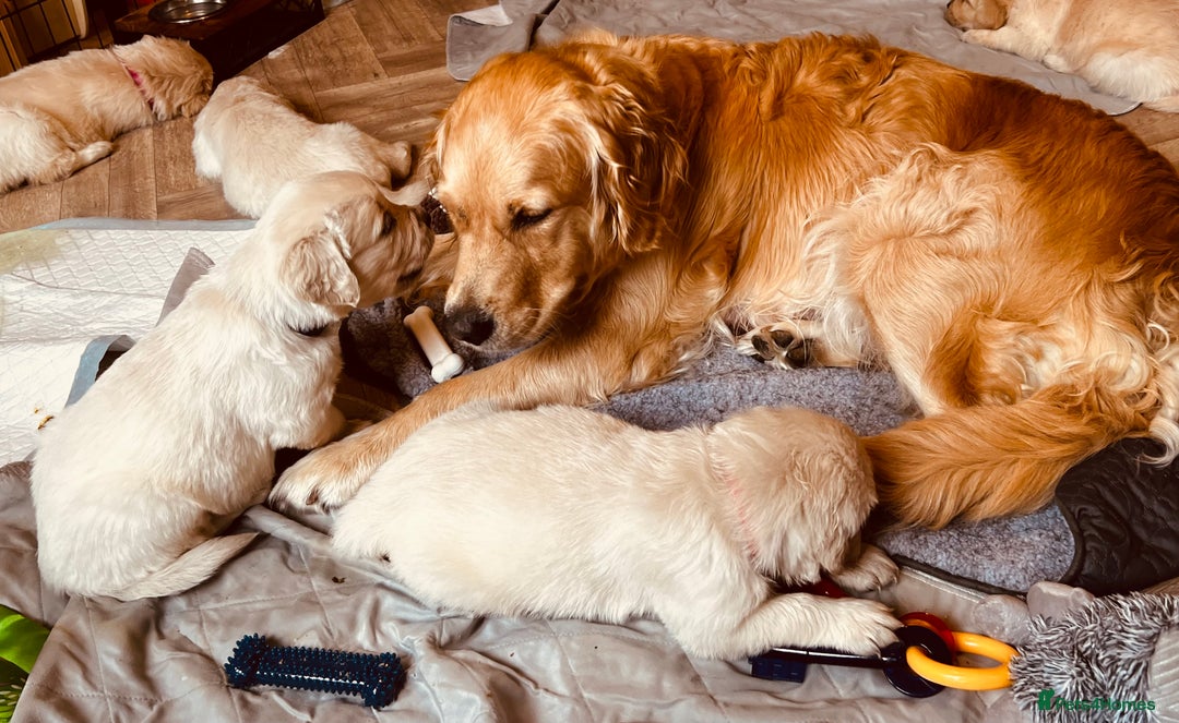 Golden Retriever dogs for sale: 8 Outstanding Chunky Cream Golden Puppies  - Image 3