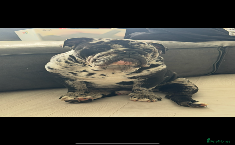 English Bulldog dogs - Advert 12