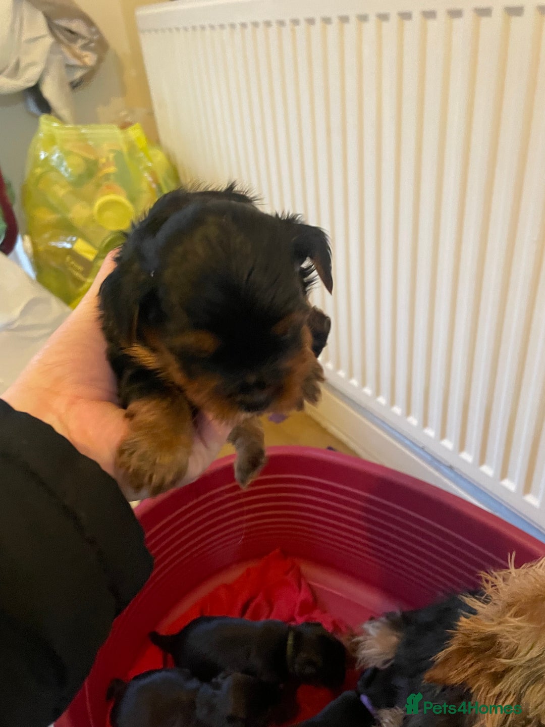 Yorkshire Terrier dogs for sale: Black and tan Yorkshire terrier puppies - Advert 6