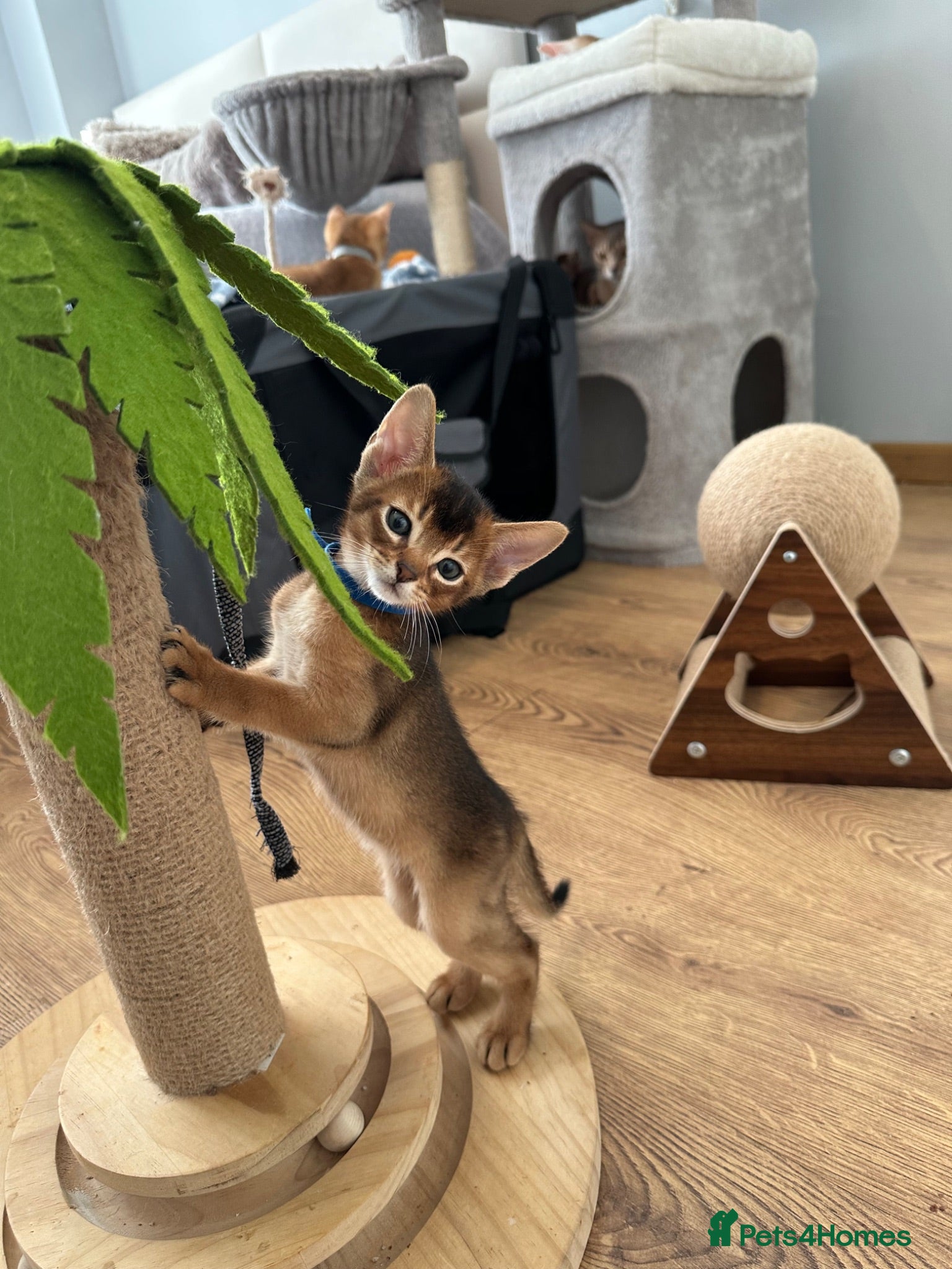 Abyssinian cats Abyssinian kittens 🌟😻🌟 - Advert 5