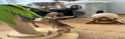 Abyssinian cats for sale: Abyssinian kittens 🌟😻🌟 - Advert 5