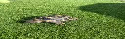 Hermann Tortoise reptiles for sale: Herman Tortoise in Reading - Advert 3