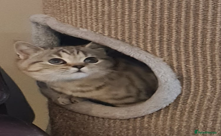 British Shorthair cats for sale - Advert 1