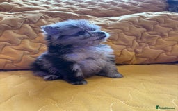Pomeranian dogs for sale:  Pomeranian’s extra small beautiful fluffy - Image 1