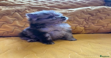 Pomeranian dogs - Advert 3