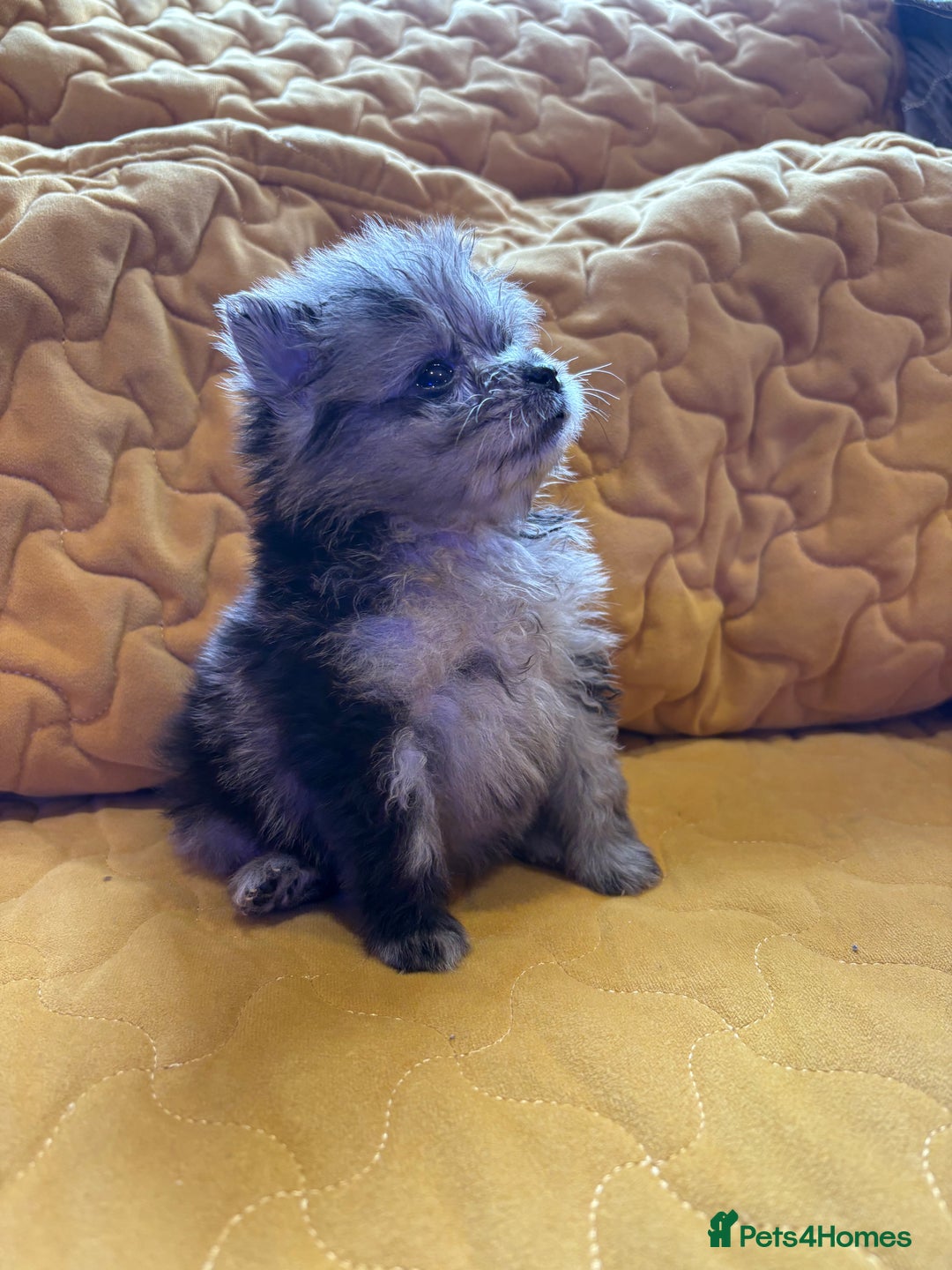 Pomeranian dogs for sale:  Pomeranian’s extra small beautiful fluffy - Image 1