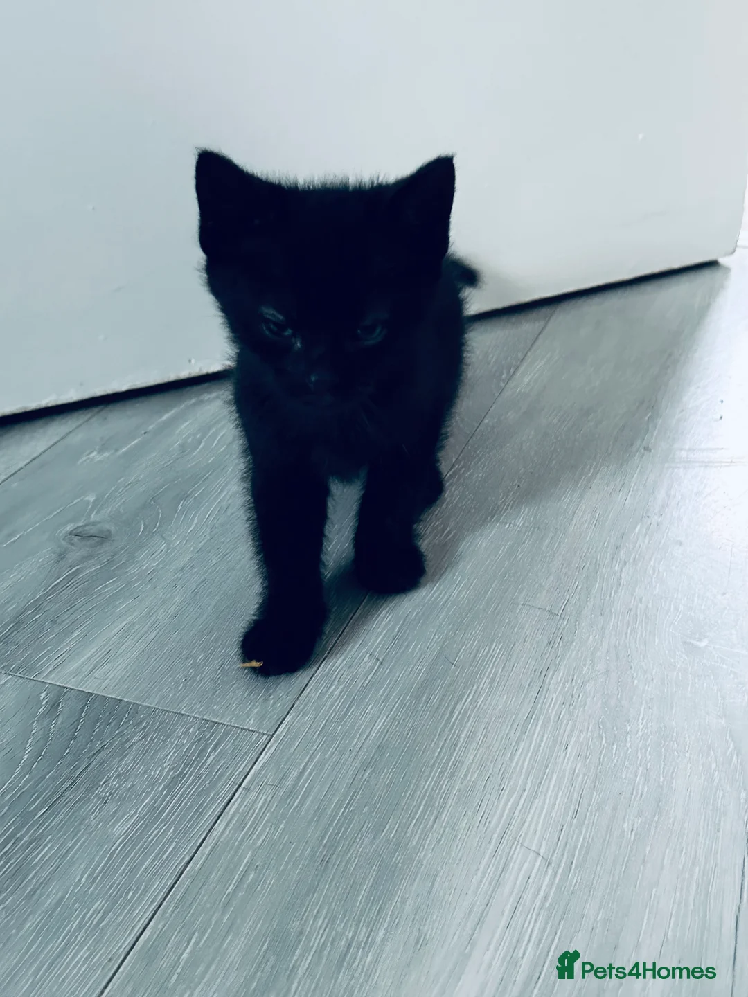 Mixed Breed cats for sale: Beautiful Male Sphynx X Tabby Mackrell Kittens  - Advert 14