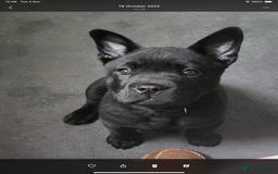 Mixed Breed dogs for sale: Chow chow x English bulldog - Image 1