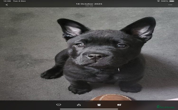 Mixed Breed dogs - Advert 2