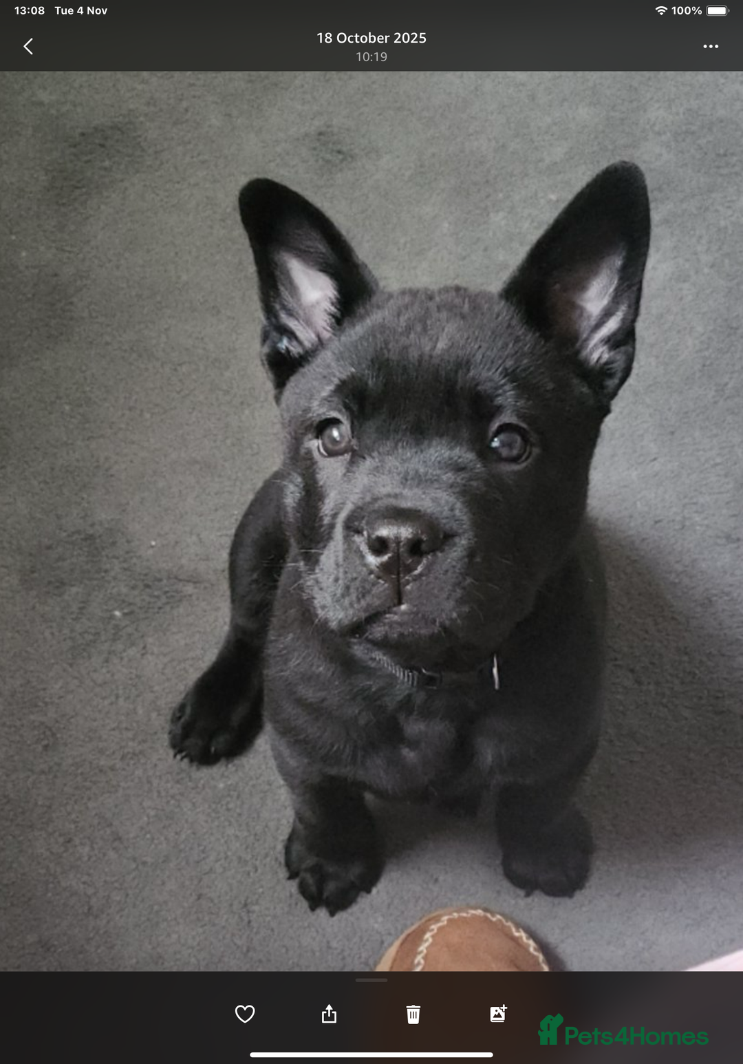 Mixed Breed dogs for sale: Chow chow x English bulldog - Image 1