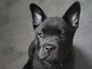 Mixed Breed dogs - Advert 2