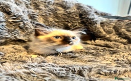 Ragdoll cats for sale: Gorgeous Pedigree Ragdolls  - Image 23