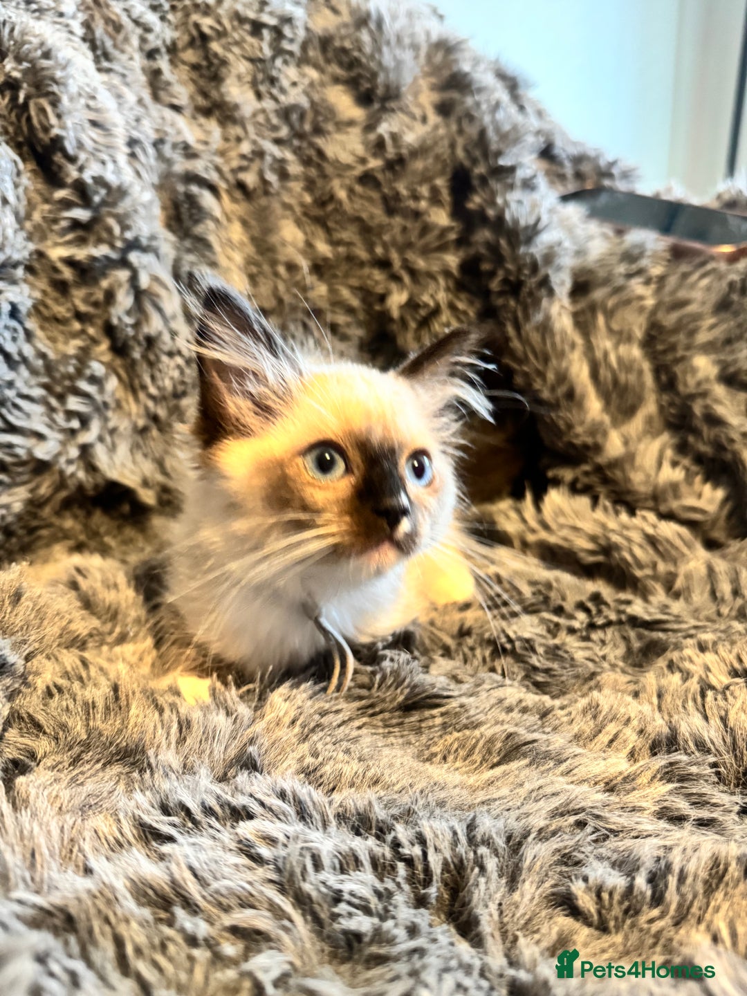Ragdoll cats for sale: Gorgeous Pedigree Ragdolls  - Image 23