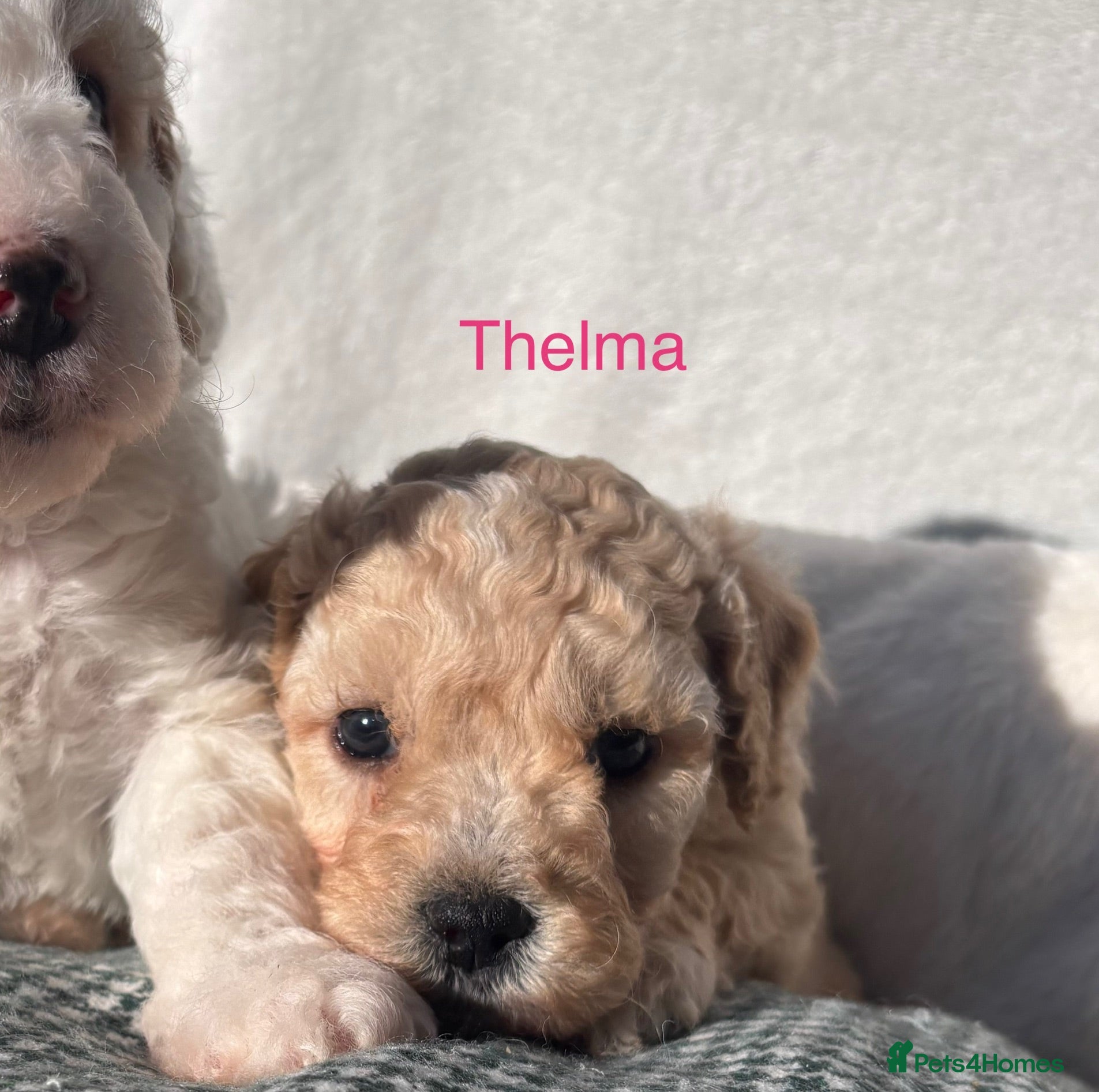 Cockapoo dogs 🌼4 COCKERPOO’s ready now in CHESHIRE🌼 - Advert 2