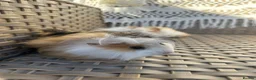 Guinea Pig rodents for sale: 2 very pretty female guinea pigs  - Advert 7