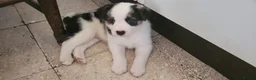 Mixed Breed dogs for sale: Welsh x border *2x girls remaining* in Cambridge - Advert 1