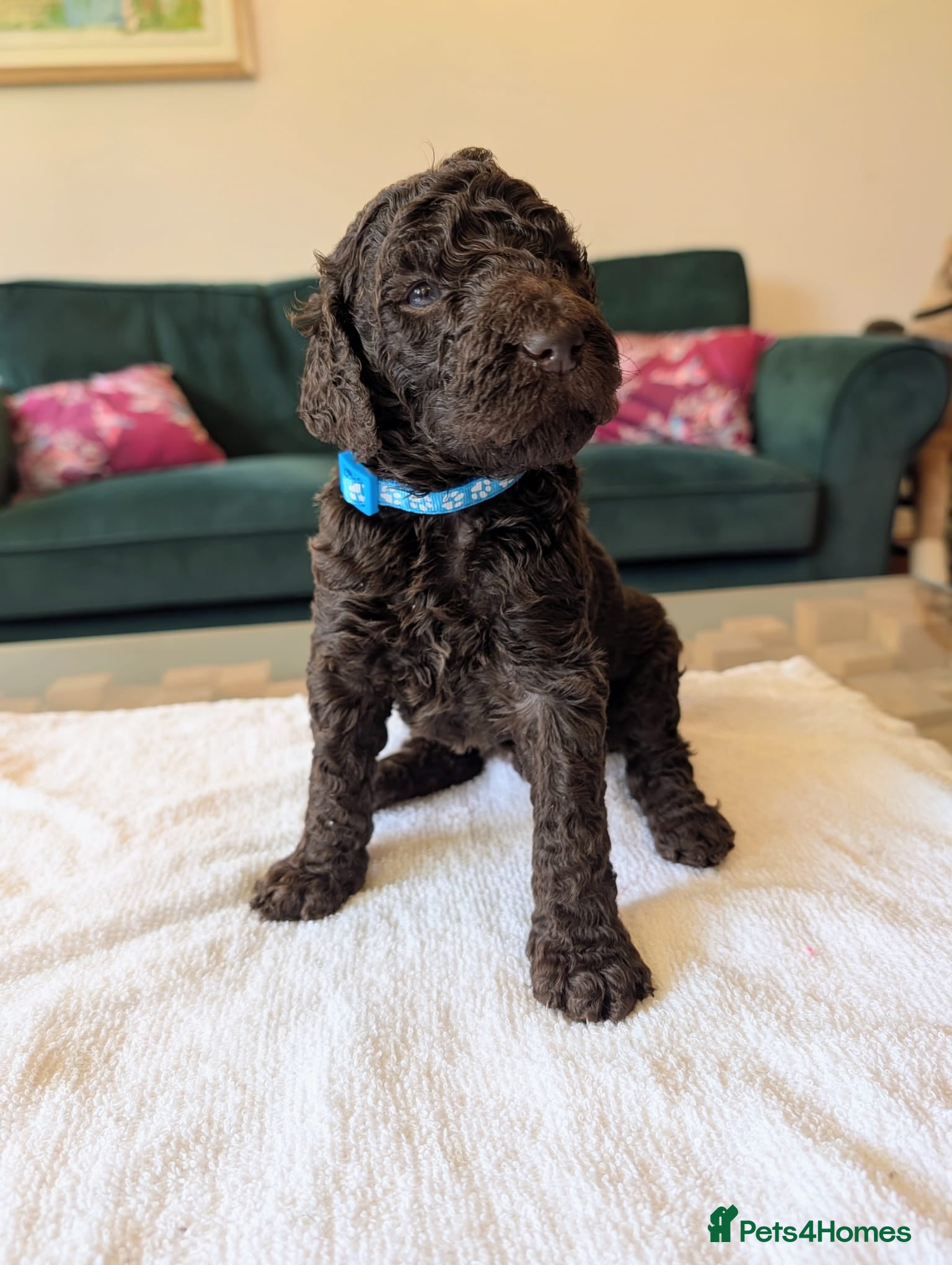 Standard Poodle dogs 3 Standard Poodle KC Puppies available - Advert 1