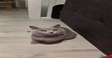 British Shorthair cats - Advert 14