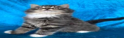 Norwegian Forest Cat cats for sale: Norwegian Forest boys - Advert 9