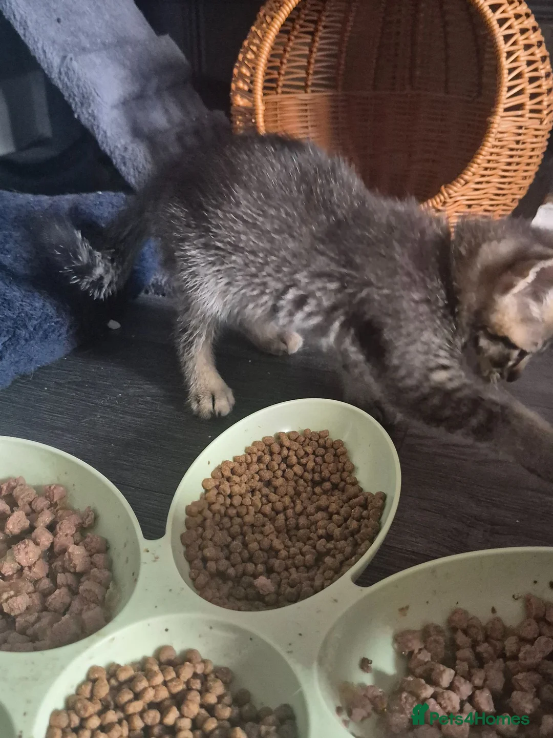 Mixed Breed cats for sale: 1 beautiful bengal x tabby kitten - Advert 10