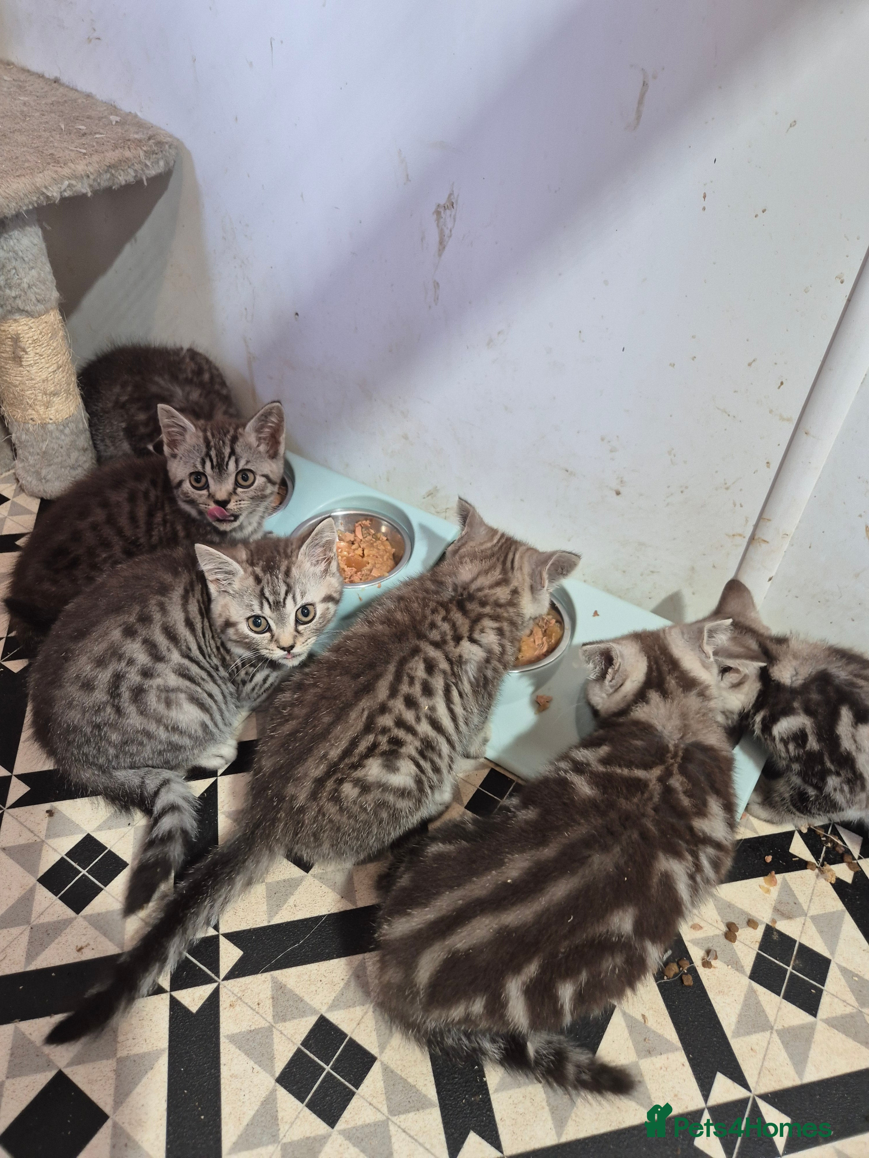 Mixed Breed cats Beautiful bsh kittens kitten - Advert 2