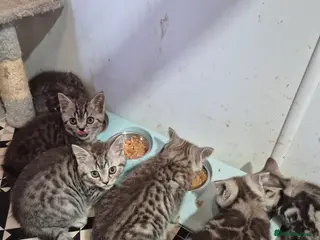 Mixed Breed cats Beautiful bsh kittens kitten - Advert 2