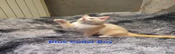 Ragdoll cats for sale: 💖Beautiful GCCF Registered Ragdoll Kittens. - Advert 6