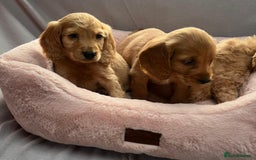 Cocker Spaniel dogs for sale: Crocker spaniel puppy's  - Image 8