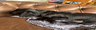Cocker Spaniel 4