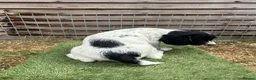 English Springer Spaniel dogs for sale: Male FTCh Sired ESS Puppy ready for forever homes - Advert 20