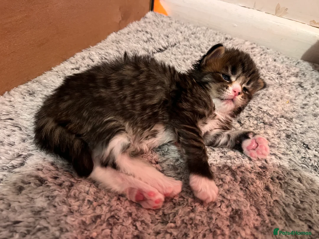 Maine Coon cats for sale: Maine coon kittens - Advert 2