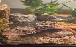 Leopard Gecko reptiles for sale: Female leopard gecko juvenile  - Advert 5