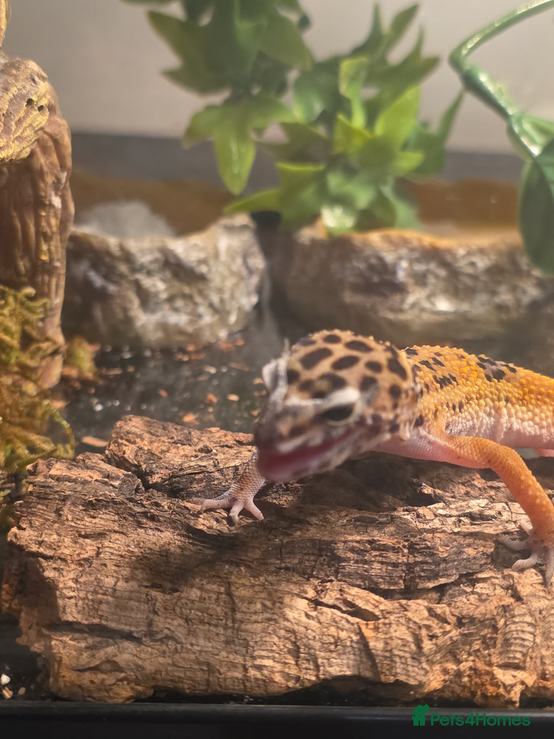 Leopard Gecko reptiles for sale: Female leopard gecko juvenile  - Advert 5