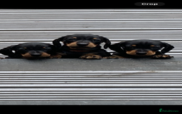 Miniature Dachshund dogs for sale: Miniature daschunds  - Image 3