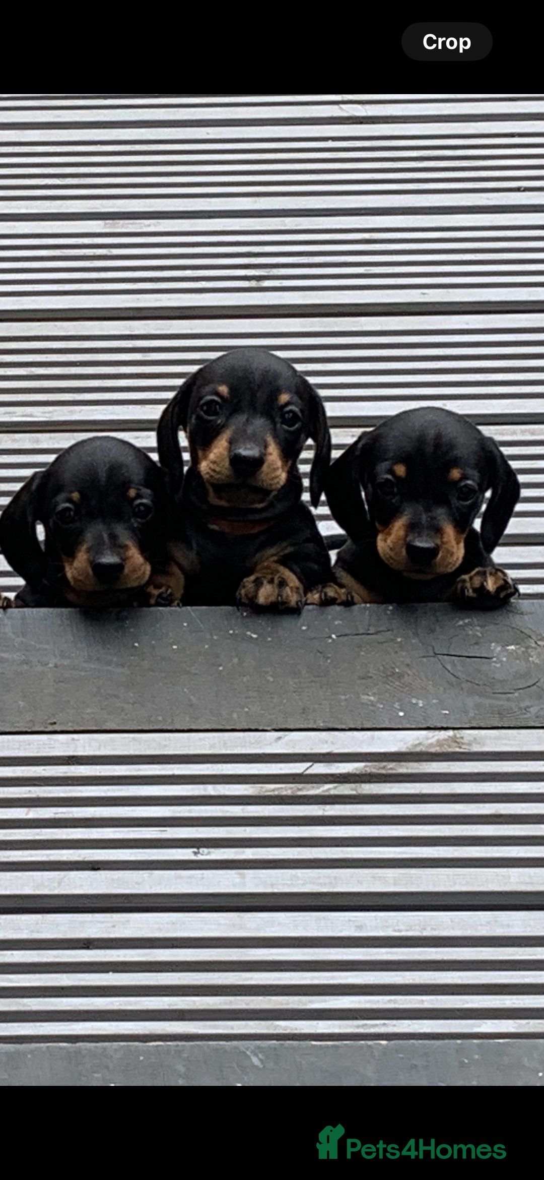Miniature Dachshund dogs for sale: Miniature daschunds  - Image 3