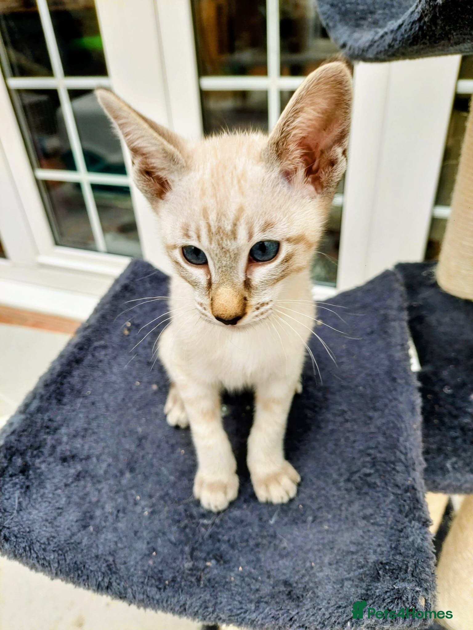 Siamese cats One Seal Tabby Boy looking for his new home - Advert 1