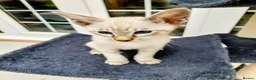 Siamese cats for sale: One Seal Tabby Boy looking for his new home - Advert 1