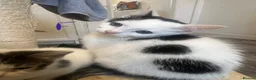 Mixed Breed cats for sale: kittens for sale in Southport - Advert 10