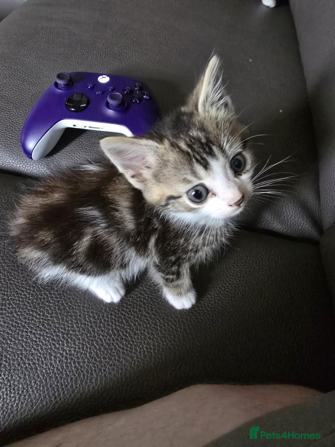 Mixed Breed cats for sale: Norwegian forest x kittens  - Image 3