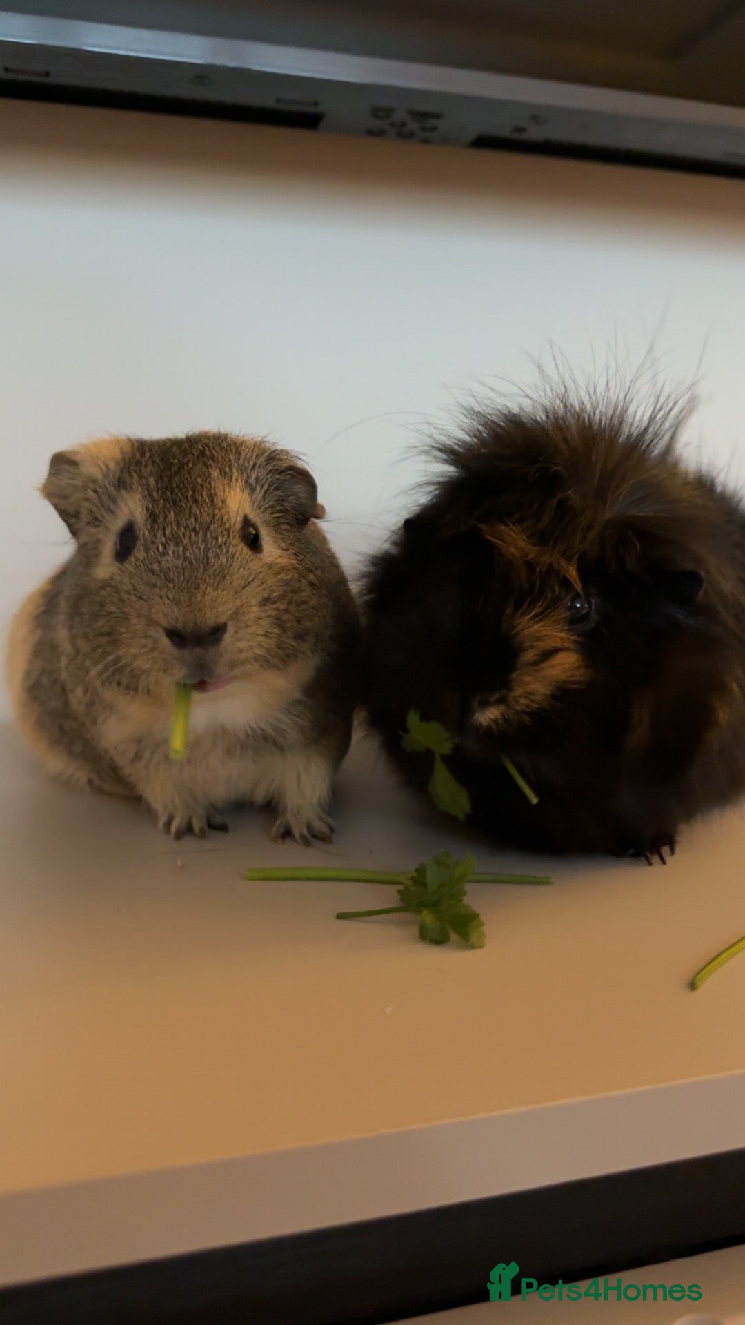 Guinea Pig rodents Guinea Pigs - Advert 1