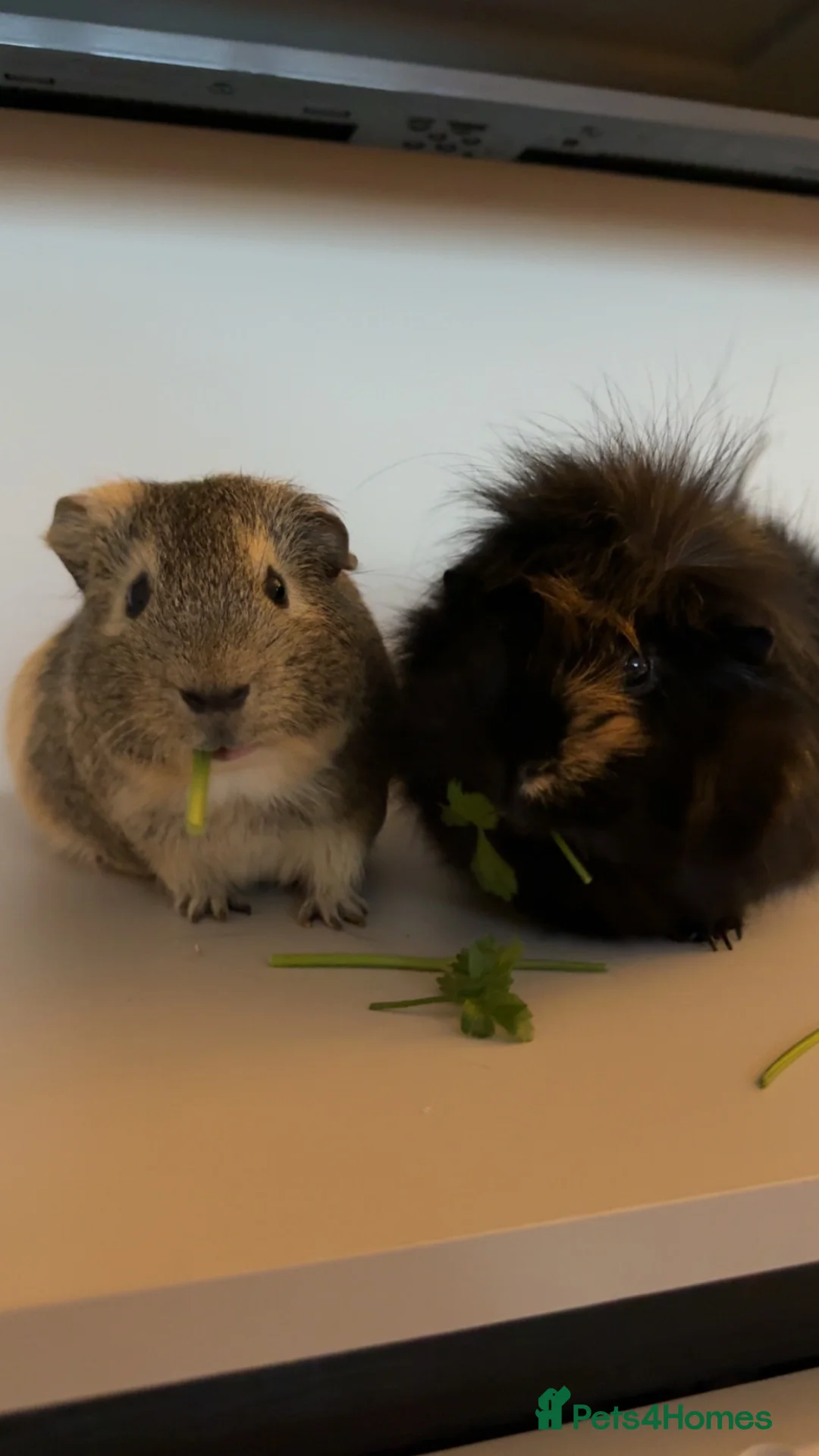 Guinea Pig rodents for sale: Guinea Pigs in South Ockendon - Advert 1