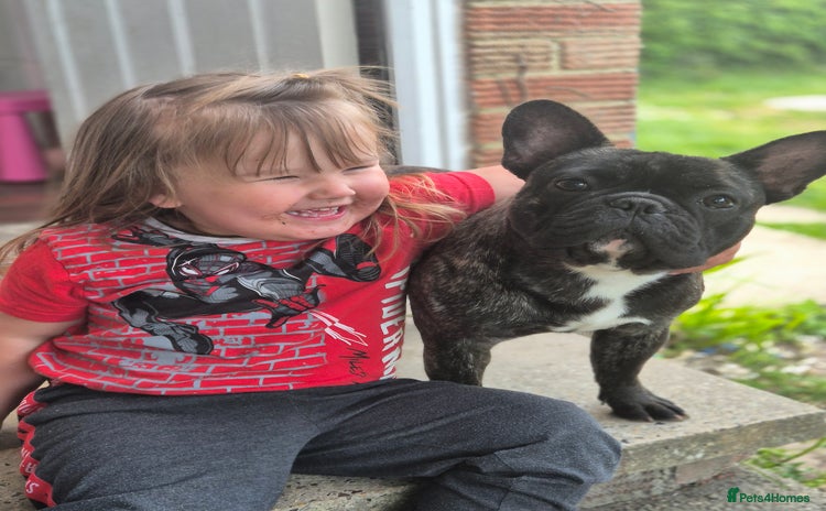 French Bulldog dogs - Advert 12