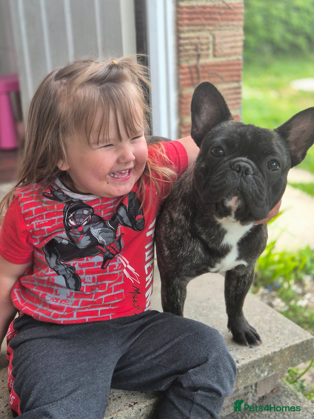 French Bulldog dogs for sale: Beautiful Tig 💙 - Image 1