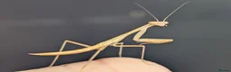 Praying Mantis invertebrates for sale: Egyptian pygmy mantis  - Advert 2