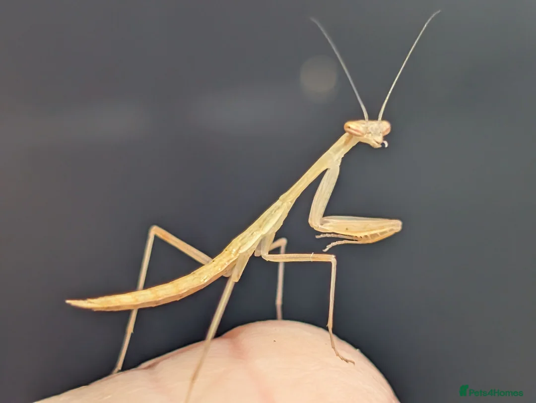 Praying Mantis invertebrates for sale: Egyptian pygmy mantis  - Advert 2