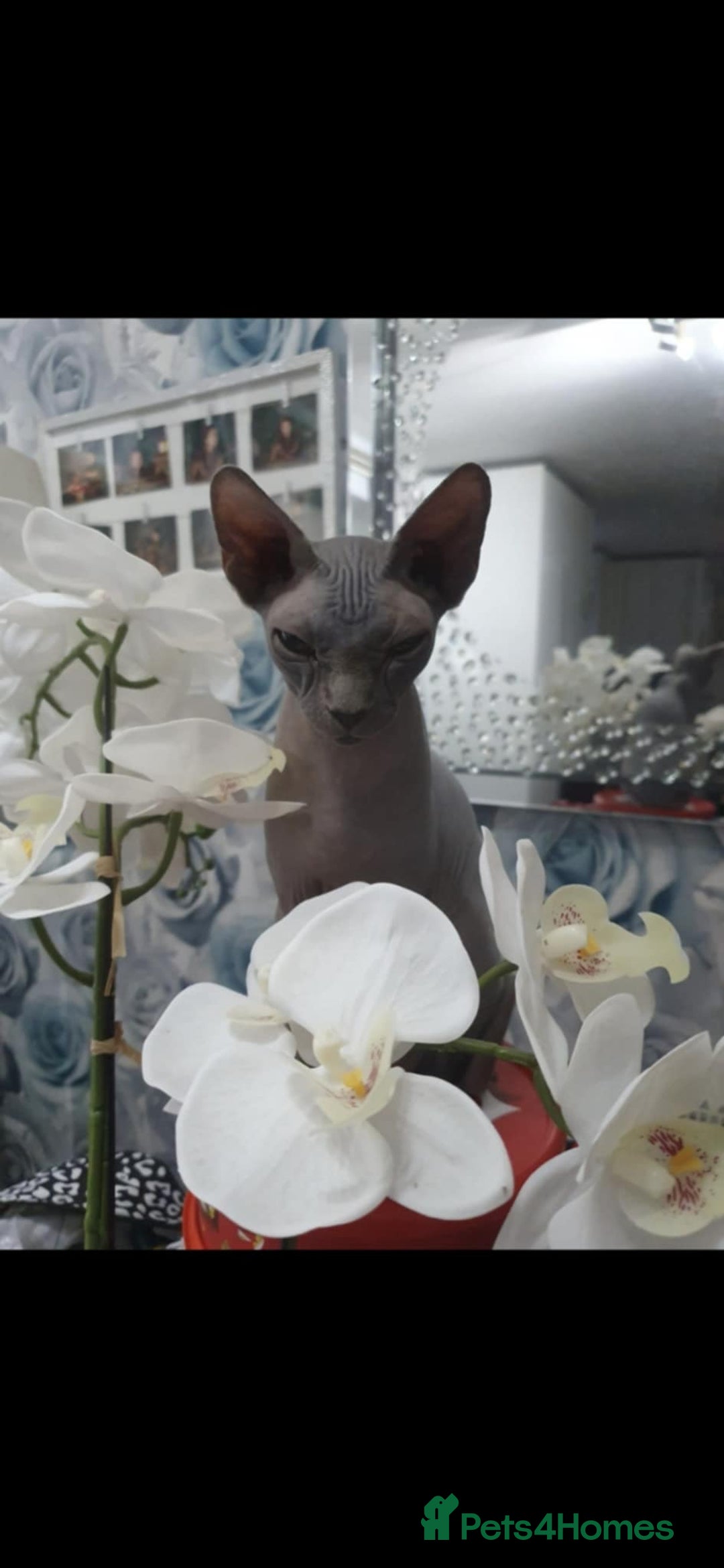 Sphynx cats for sale: READY NOW ONE LEFT SPHYNX BABY GIRL 💖 - Advert 8