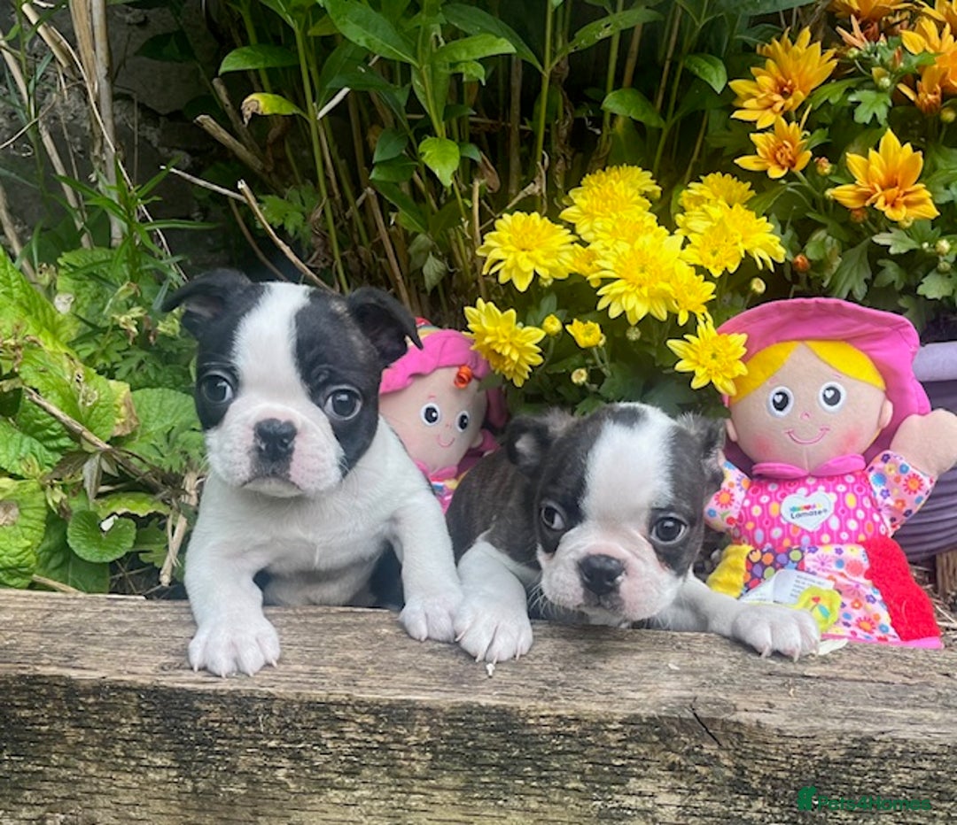 Boston Terrier dogs for sale: BOSTON TERRIER PUPS in Moffat - Image 1